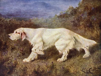 De typische Engelse Setter Mallwyd Ned van Mr J J Holgate
